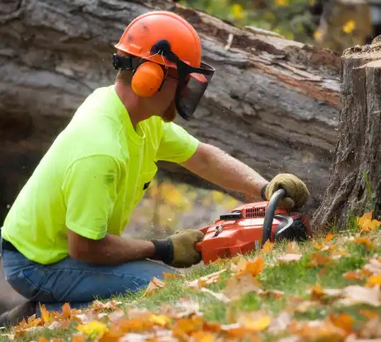 tree services Belwood